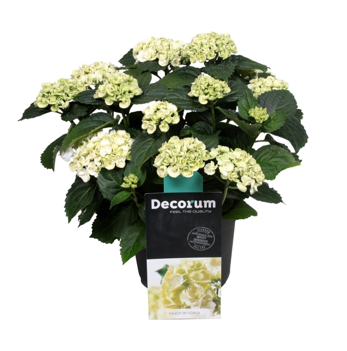 Livraison plante Hortensia curly blanc 9 - 15 têtes - plante fleurie d'extérieur