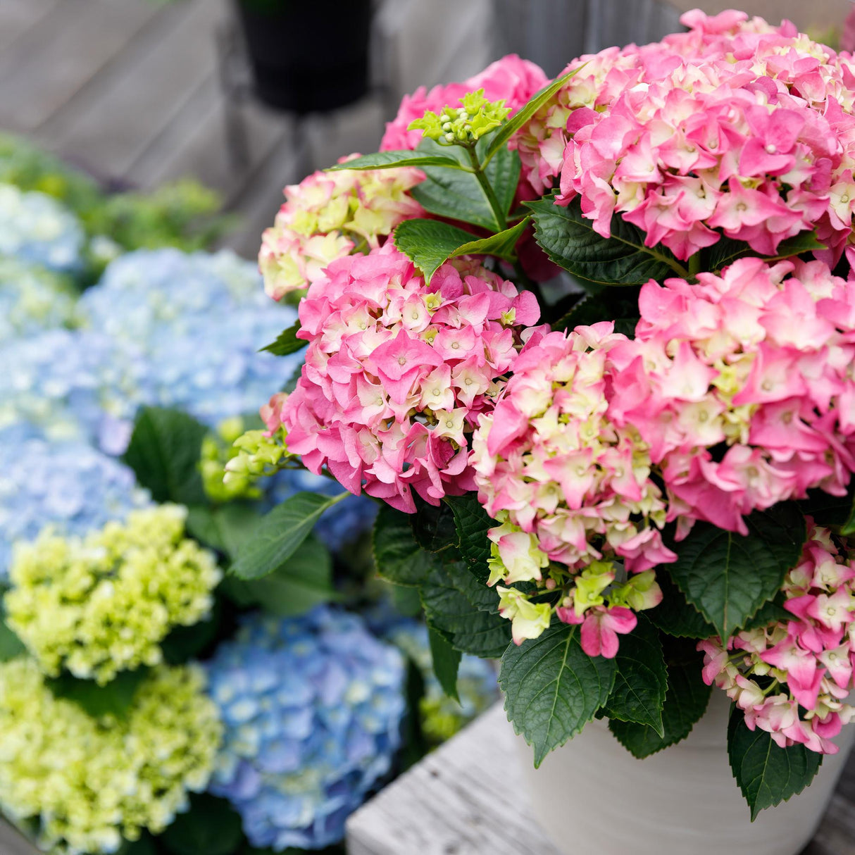 Livraison plante Hortensia Forever & Ever â Pot 23 cm â Hauteur 55 cm