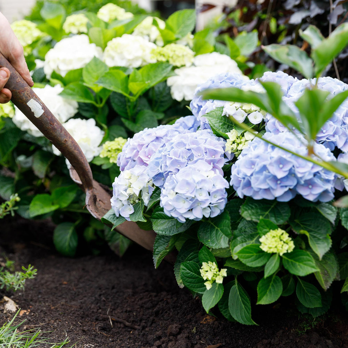 Livraison plante Hortensia Forever & Ever â Pot 23 cm â Hauteur 55 cm