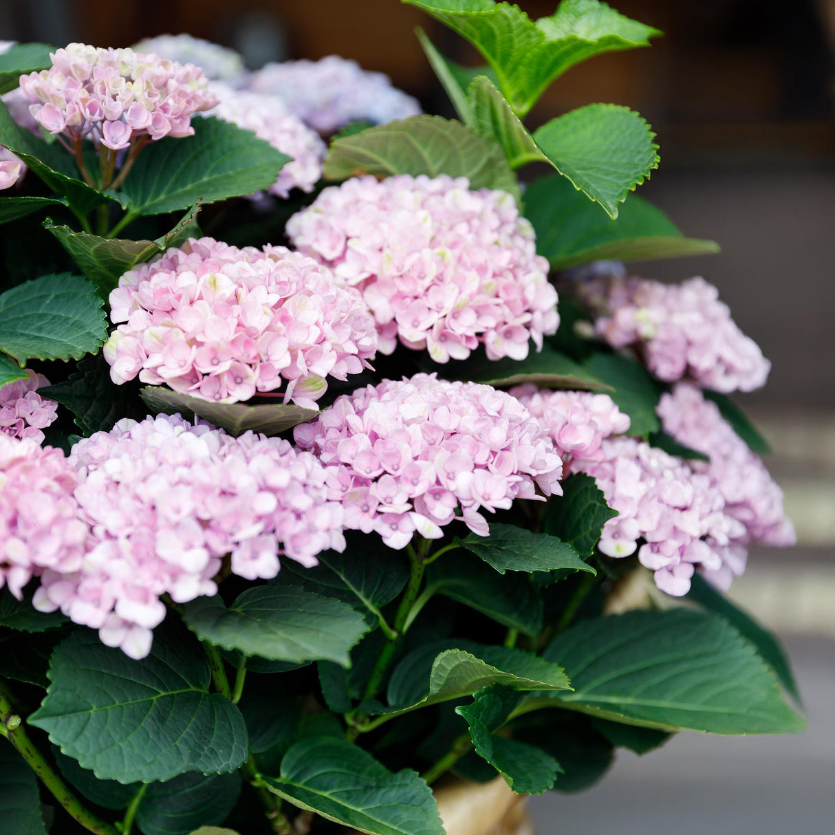Livraison plante Hortensia Magical Revolution Pink â Hauteur 55 cm