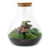 Livraison plante Kit Terrarium DIY 3 plantes - SAMOS