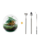 Livraison plante Kit Terrarium DIY - DOME