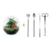 Livraison plante Kit Terrarium DIY - DOME