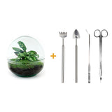 Livraison plante Kit Terrarium DIY - DOME