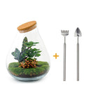 Livraison plante Kit Terrarium DIY - DOORN