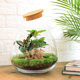 Livraison plante Kit Terrarium DIY - DOORN