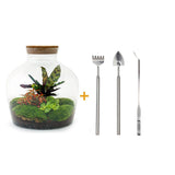 Livraison plante Kit Terrarium DIY - JOY