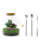 Livraison plante Kit Terrarium DIY - JOY