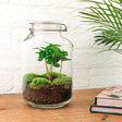 Livraison plante Kit terrarium DIY - OSLO