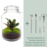 Livraison plante Kit terrarium DIY - OSLO