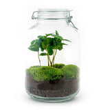 Livraison plante Kit terrarium DIY - OSLO