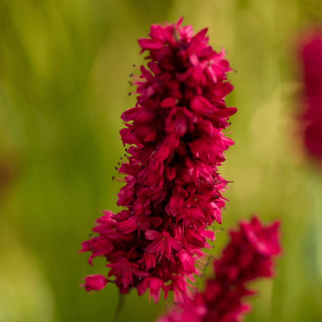 Livraison plante La renouée rouge