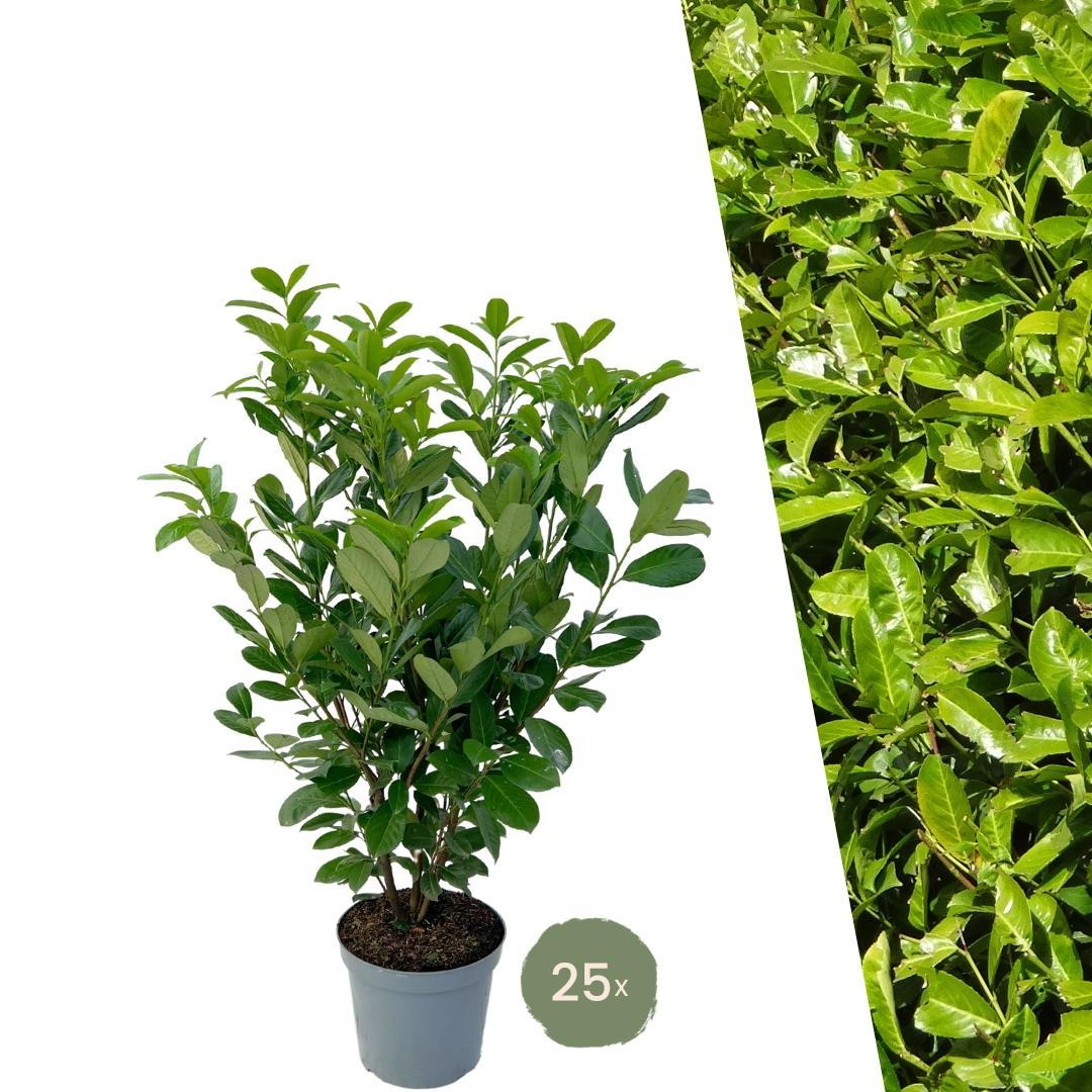 Livraison plante Laurier cerise h125cm pour 10 mètres linéaires de haie 25x12L