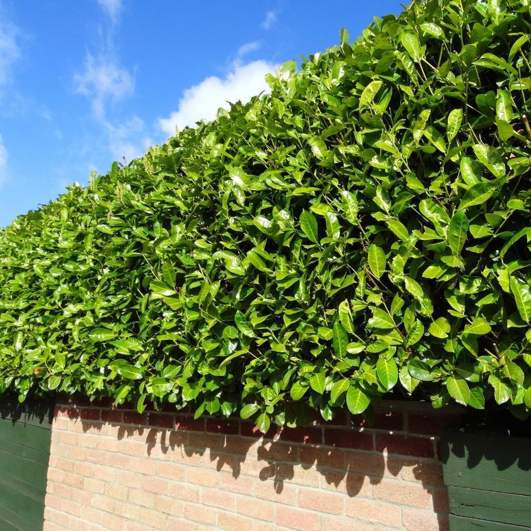 Livraison plante Laurier novita h125cm pour 10 mÚtres linéaires de haie 25x12L