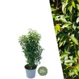 Livraison plante Laurier portugais h100cm pour 10 mètres linéaires de haie 25x12L