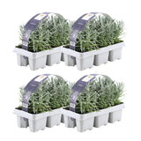 Livraison plante Lavande Angustifolia - 4 packs de 6