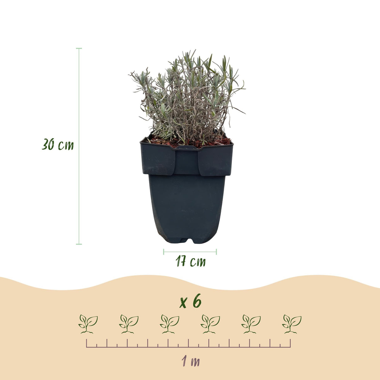 Livraison plante Lavandula Hidcote – Lot de 6 – Pot 17 cm – Hauteur 30 cm