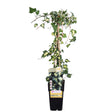 Livraison plante Lierre Hedera Colchica 'Dentata Variegata' - ↨65cm - Ø15 - plante d'extérieur