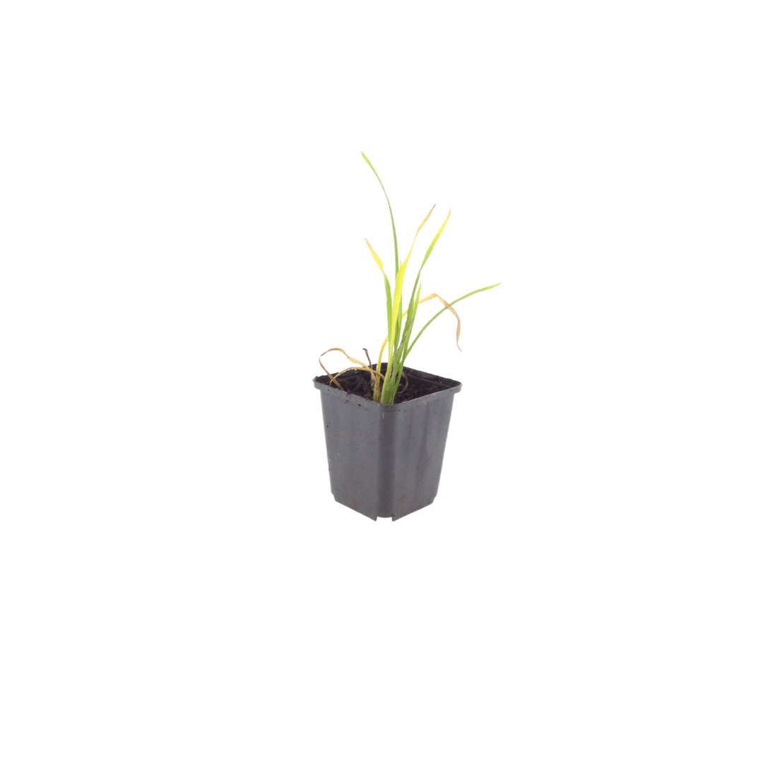 Livraison plante Lis d'un jour Stella de oro