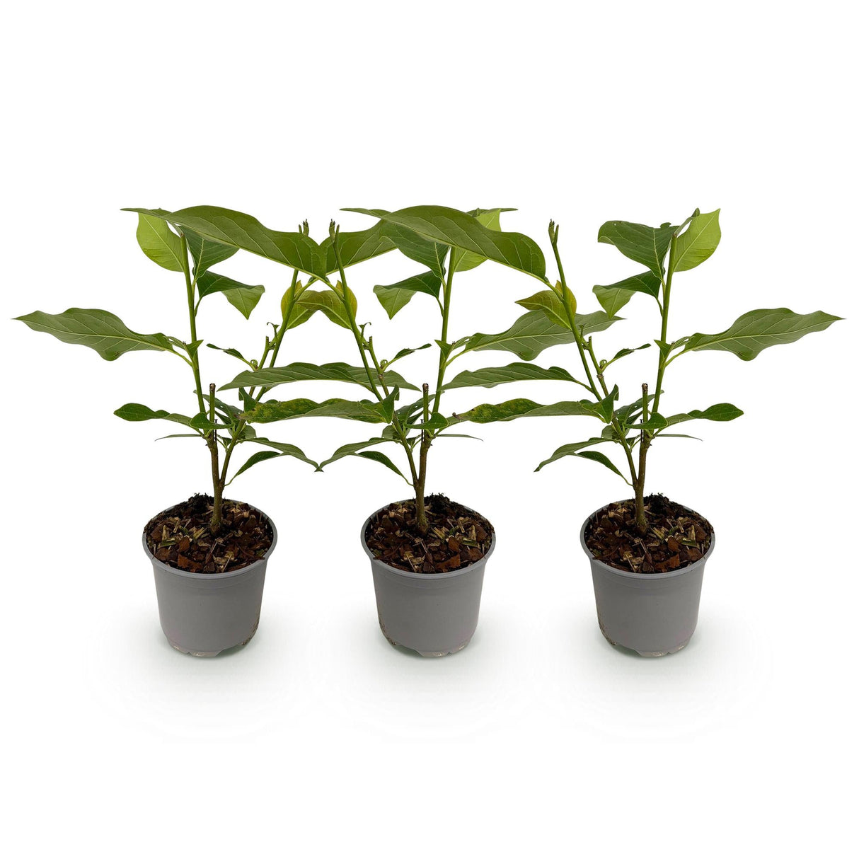 Livraison plante Magnolia mix – Lot de 3 – Pot 12 cm – Hauteur 30 cm