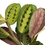 Livraison plante Maranta Fascinator