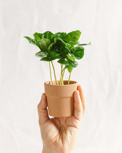 Mini Arabica Coffee Tree