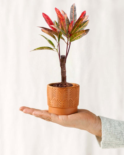 Mini Croton Plant