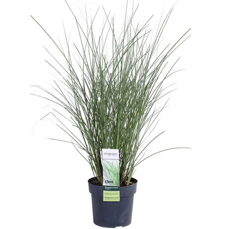 Livraison plante Miscanthus sinensis 'mince' - ↨50cm - Ø19 - plante d'extérieur graminée