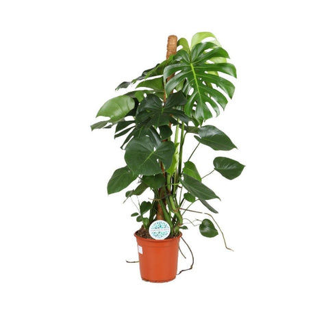 Livraison plante Monstera Deliciosa XXL tuteur