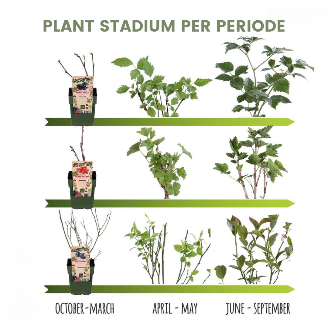 Livraison plante Mûres bio x 3