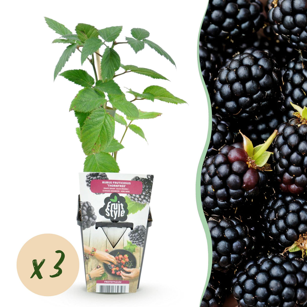 Livraison plante Mûrier sans épines Thornfree – Lot de 3 – Pot 9 cm