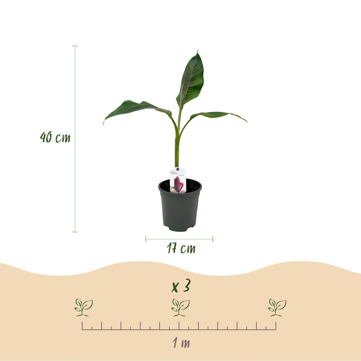 Livraison plante Musa sikkimensis Red Tiger – Lot de 2 – Pot 17 cm
