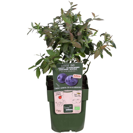 Livraison plante Myrtillier, blueberry 'Sunshine Blue' - ↨45cm - Ø13 - arbuste fruitier