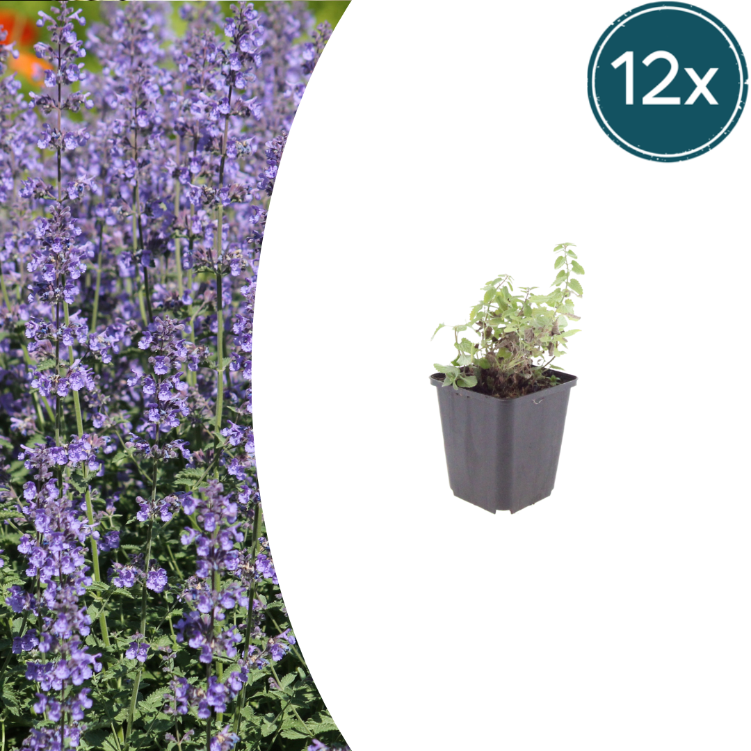 Livraison plante Nepètes