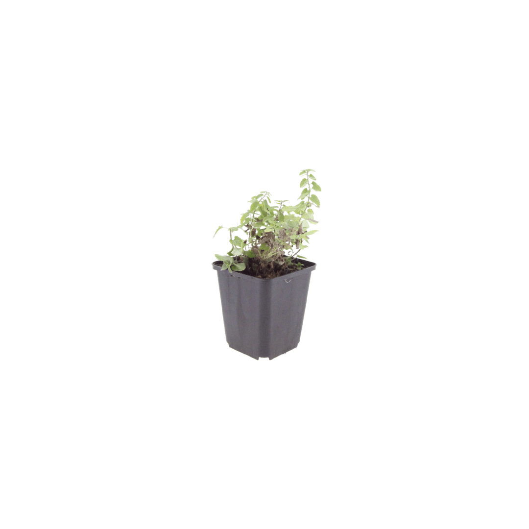 Livraison plante Nepètes