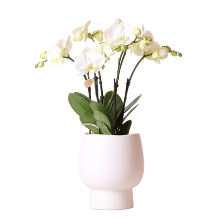 Livraison plante Orchidée blanche et son cache - pot blanc - plante d'intérieur fleurie