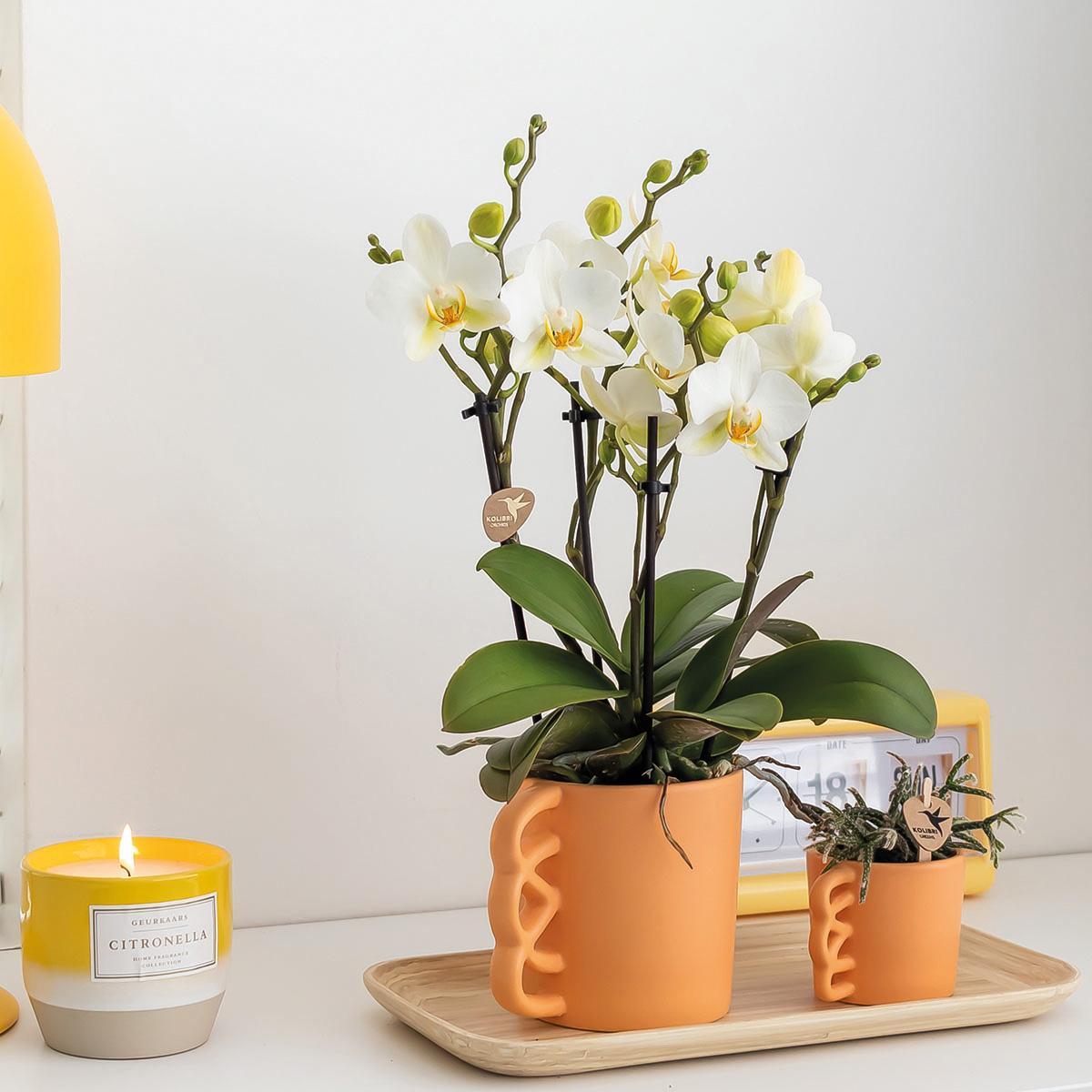 Livraison plante OrchidĂ©e Phalaenopsis blanche et son cache - pot pĂȘche - plante d'intĂ©rieur fleurie