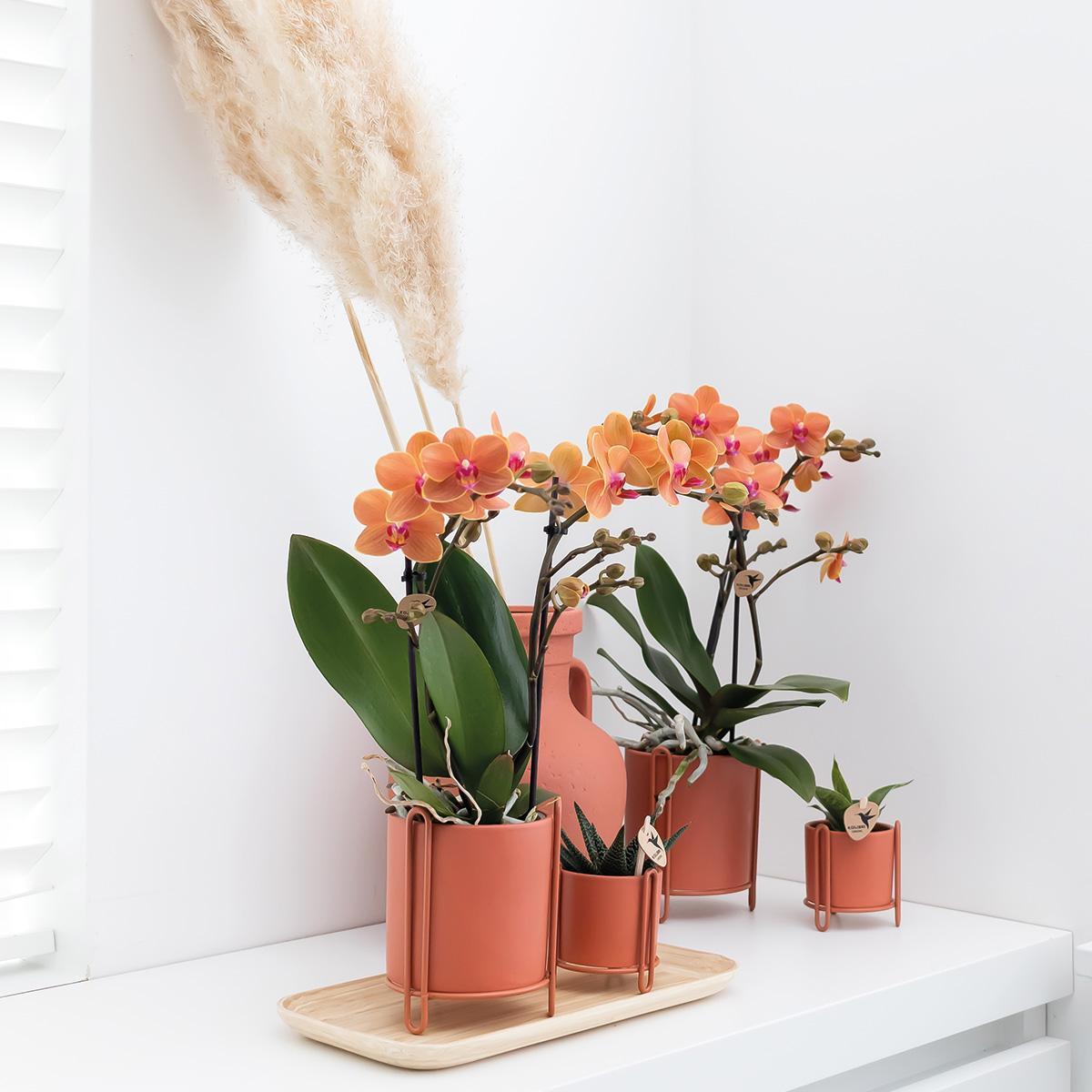 Livraison plante Orchidée Phalaenopsis orange - Ø9cm - plante d'intérieur fleurie