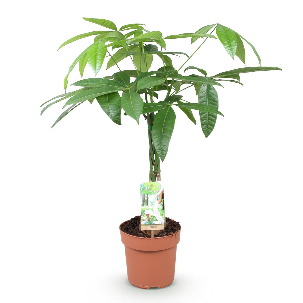Livraison plante Pachira Aquatica