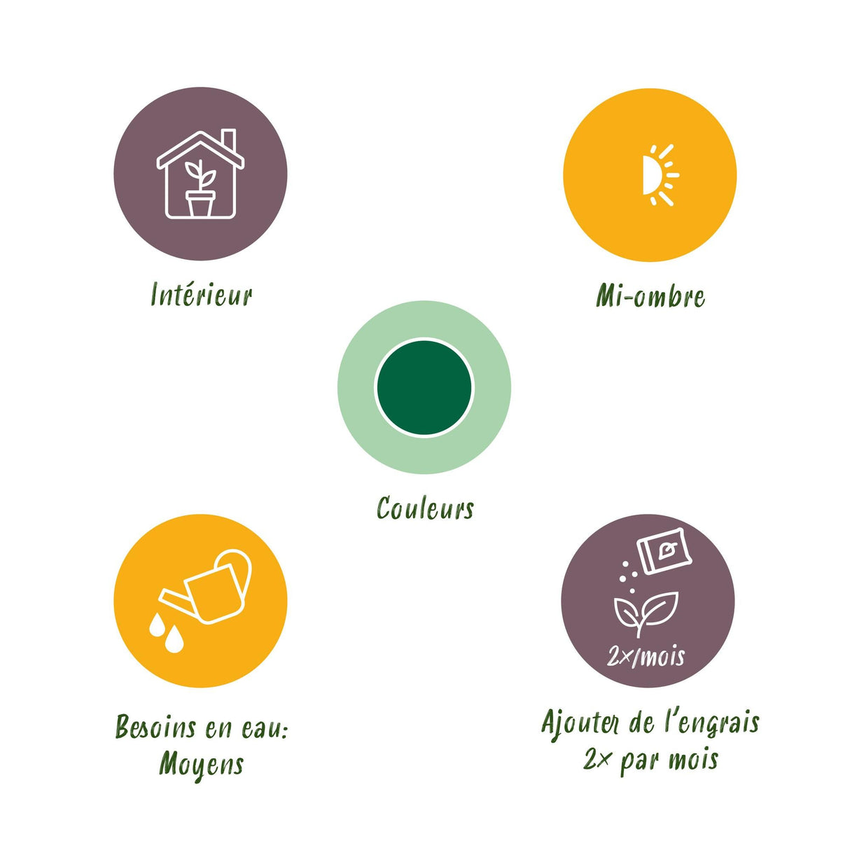 Livraison plante Pachira aquatica et panier H65 cm