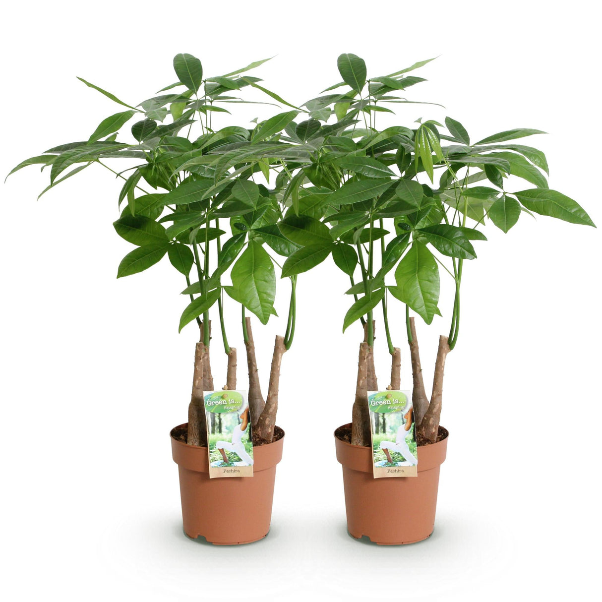 Livraison plante Pachira aquatica multi - tiges – Lot de 2 – Hauteur 50 - 55 cm