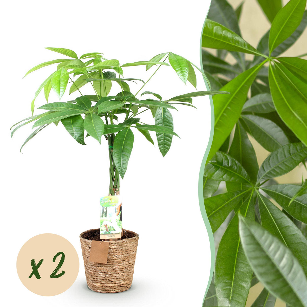 Livraison plante Pachira Aquatica tronc tressé – Lot de 2 – Hauteur 60 - 70 cm
