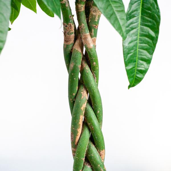 Livraison plante Pachira Aquatica XL et son pot