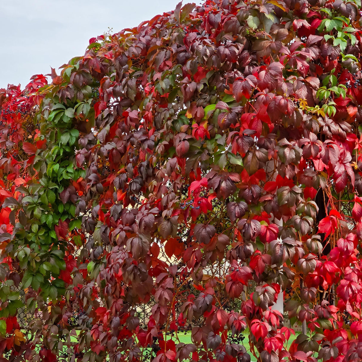 Livraison plante Parthenocissus Engelmannii â Lot de 2 â Pot 11 cm