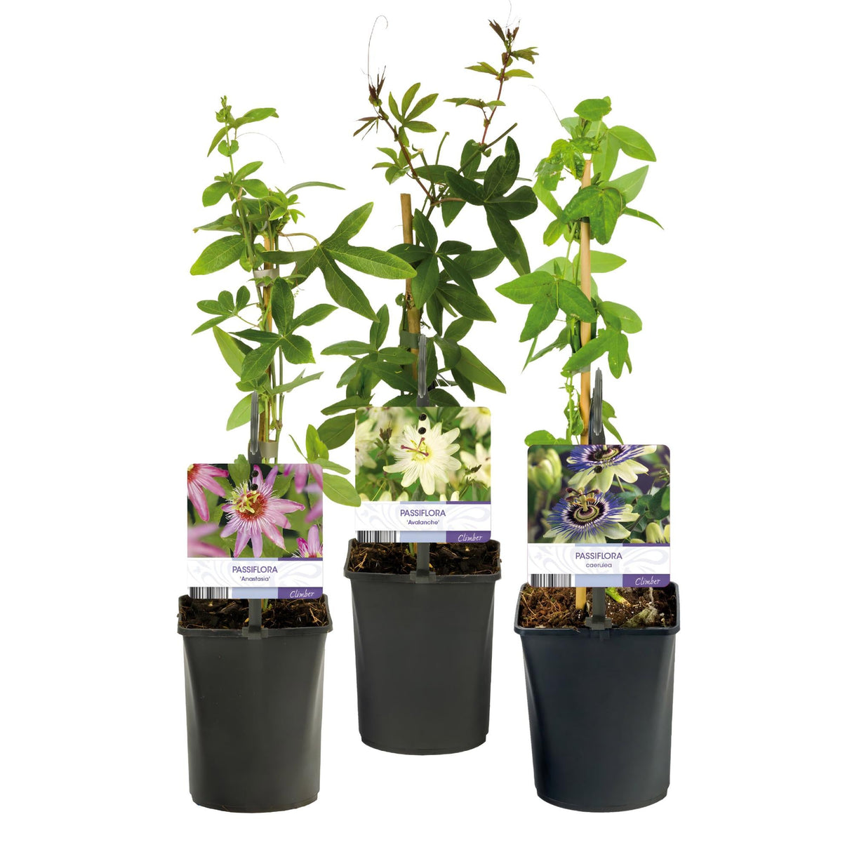 Livraison plante Passiflore Tricolore – Lot de 3 – Pot 11 cm – Hauteur 40 cm