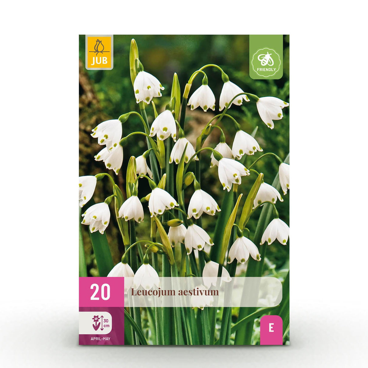 Livraison plante Perce - neige d'Ă©tĂ© Leucojum aestivum â Lot de 20 bulbes