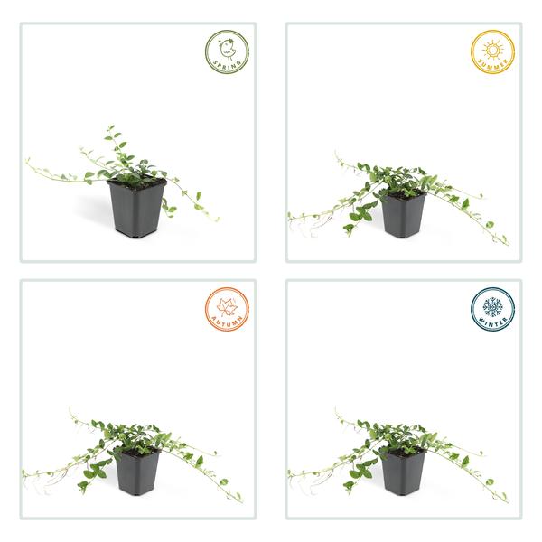 Livraison plante Petite Pervenche 'Alba'