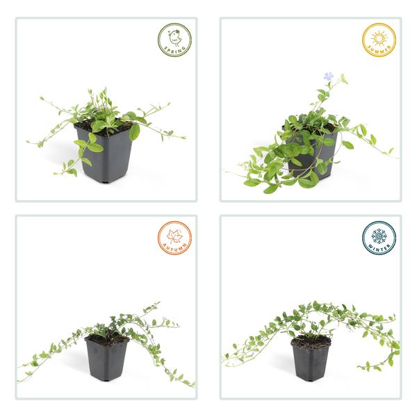 Livraison plante Petite Pervenche (Vinca minor)