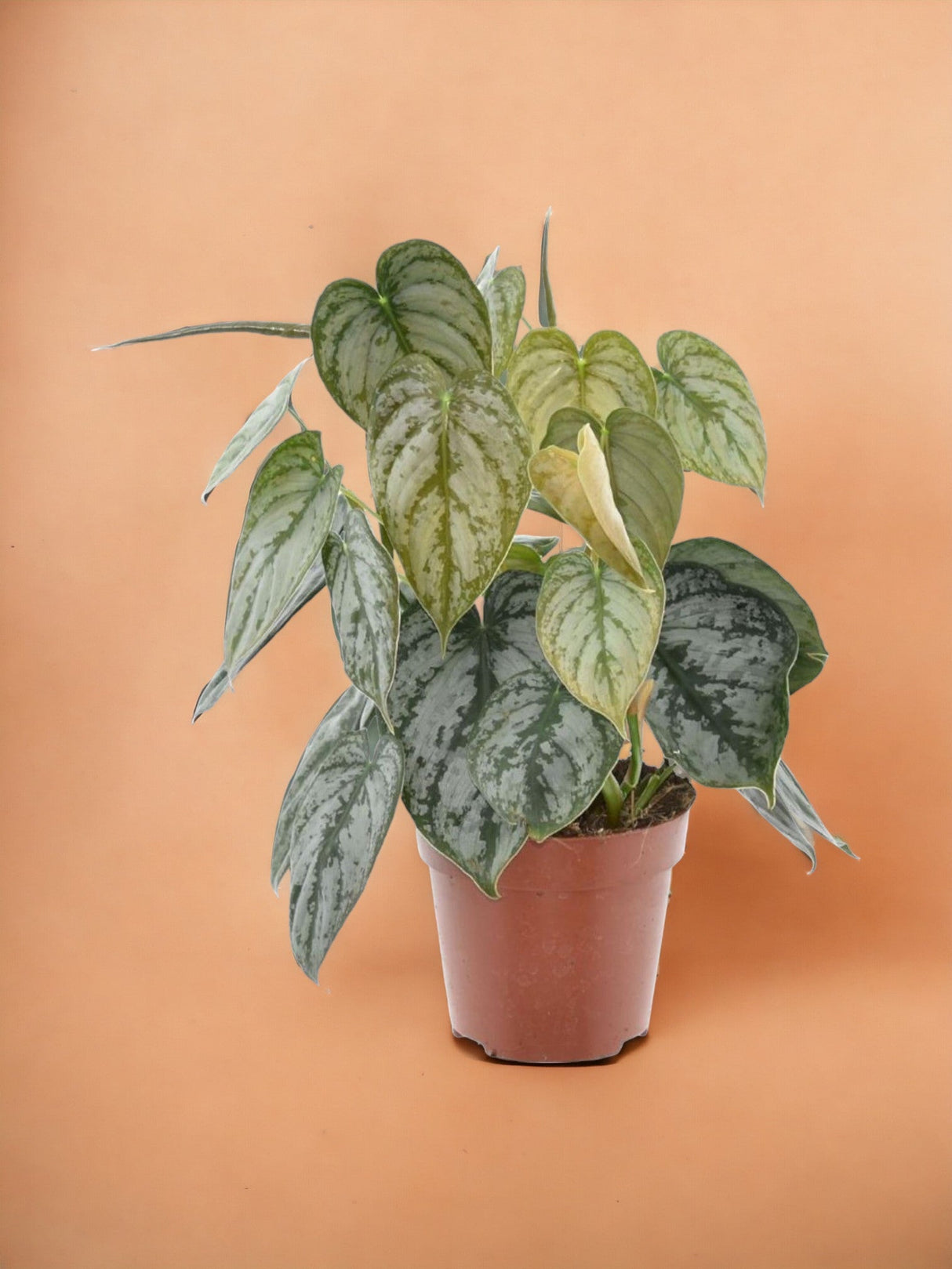Livraison plante Philodendron Brandtianum