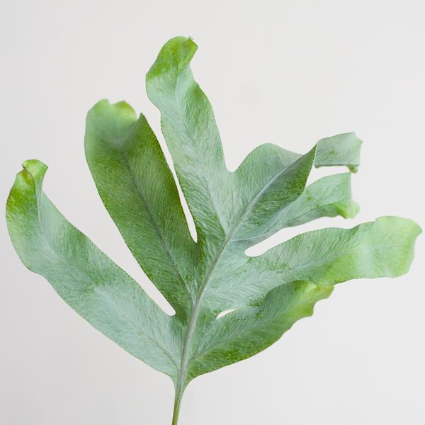 Livraison plante Phlebodium Aureum 'Blue Star' et son pot